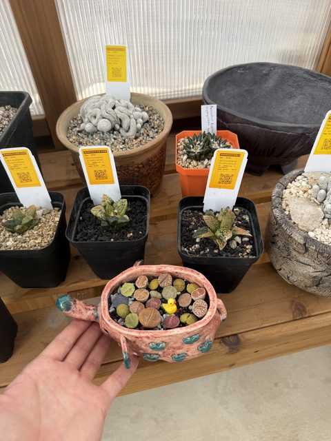 Lithops in a turtle-shaped ceramic pot