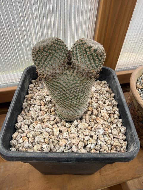 Mammillaria crucigera grown from seed, exhibiting dichotomy