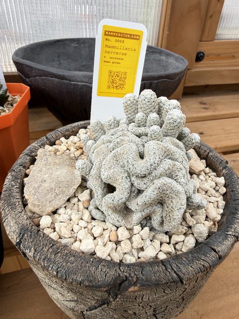 Mammillaria herrerae (cristate), with its rarecactus.com label
