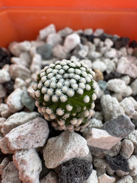 Mammillaria luethyi, our seed grown batch from 2024