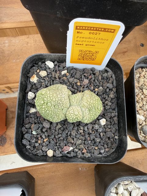 Pseudolithos migiurtinus, with its rarecactus.com label
