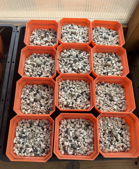 Seedling pots on the bench