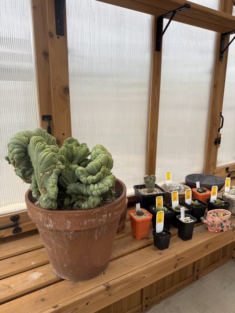 San Pedro Trichocereus bridgesii (monstrose, crested)